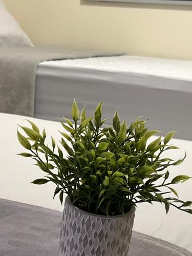 a potted plant sitting on a table next to a bed at Magiko Suites in Roldanillo