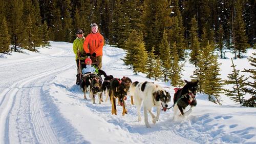a group of people and a group of dogs in the snow at Staybridge Suites - Calgary Airport by IHG in Calgary
