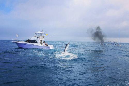 a white boat in the ocean with a dolphin in the water at 紀州安兵衛 in Kushimoto