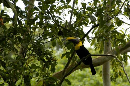 a yellow and black bird sitting on a tree branch at Cabinas Manzanillo Caribe in Manzanillo