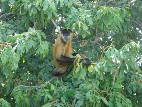 a monkey sitting in a tree at Cabinas Manzanillo Caribe in Manzanillo