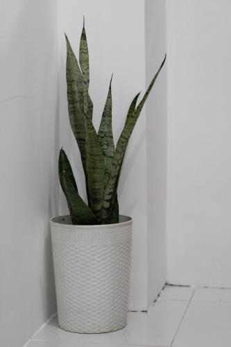 a plant in a white pot on a wall at Shelves Siargao in General Luna