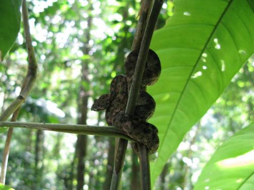 a tree with three frogs on a branch in the forest at Cabinas Manzanillo Caribe in Manzanillo