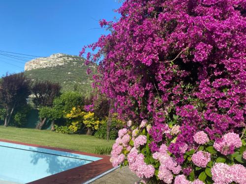 a bush of purple flowers next to a swimming pool at Casa la Choza, con piscina en la playa de Oriñón in Oriñón