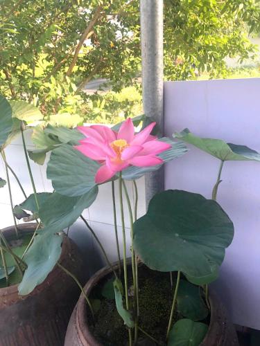 a pink flower in a pot next to a wall at HALA Hotel in Long An