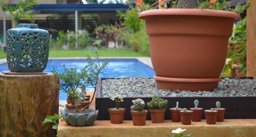 a group of potted plants sitting next to a pool at Mavi Surf Hotel Dominical in Dominical