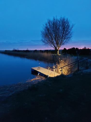 a tree sitting in the water next to a dock at Svenceles 25 sodyba Namas su pirtimi ir krantine in Svenele