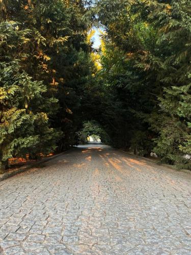 a cobblestone road with trees on either side at Quinta Santo Antonio do Rio in Celorico da Beira