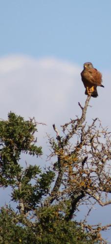 a bird perched on the top of a tree at Windward - Visit Langebaan in Langebaan