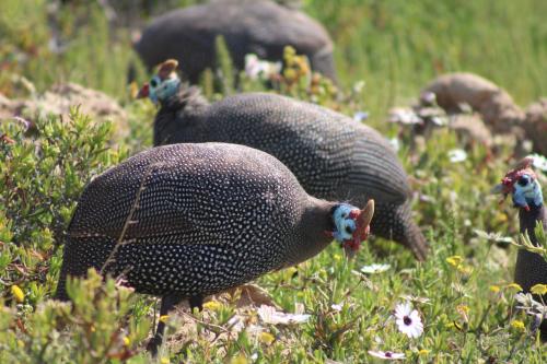 a large bird is walking in the grass at Downwind - Visit Langebaan in Langebaan