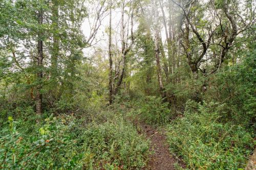 a dirt trail in a forest with trees and bushes at Pucón Rec-Lodge Cabaña Carpintero in Pucón