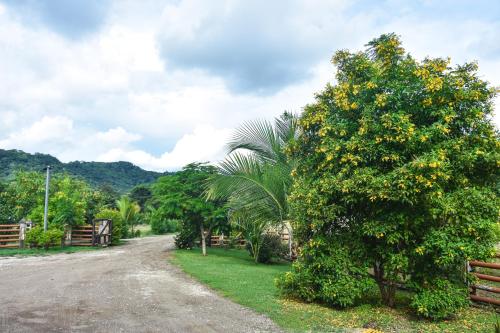a tree with oranges on it next to a dirt road at Casa Cora Bed and Breakfast in Colonia Carmona