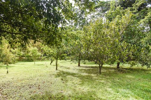 a group of trees in a field with grass at Casa Cora Bed and Breakfast in Colonia Carmona