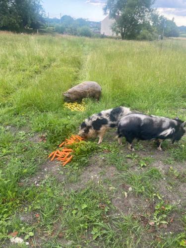 two dogs in a field with carrots in the grass at Nature Cabins Hiigher Farm in Ditcheat