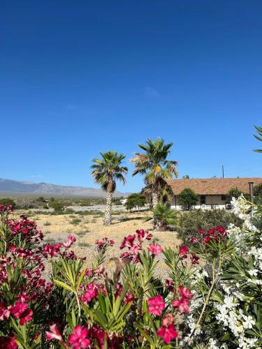 a field of flowers with palm trees in the background at K7 Bed and Breakfast in Pahrump