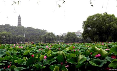 a field of pink flowers in a park at Dajiuhua Hotel in Chizhou