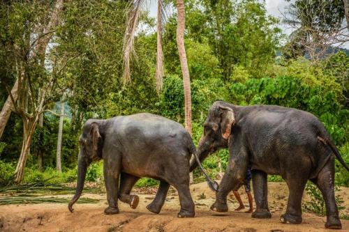 two elephants walking across a dirt road at Sea Suite Villa in Chaweng