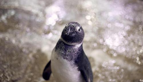a black and white penguin is looking up at Beluga Sanya Discovery Ocean World in Shangsimacun