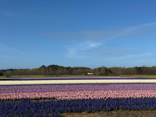 a field of purple and white tulips at Vakantiehuisje aan Zee - 100m van Strand in Egmond aan Zee