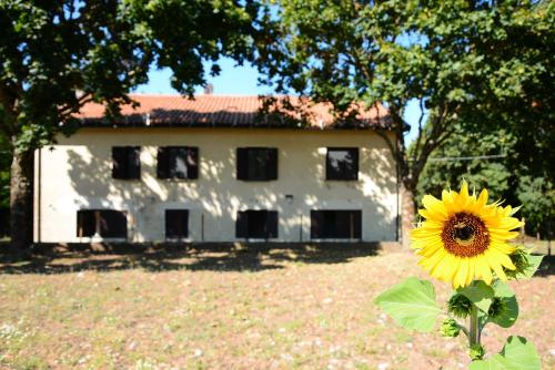 a yellow sunflower in front of a white house at Casale Trifoglio in Morano Calabro