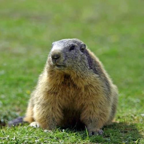 a animal sitting on the grass in the grass at Le jas de l Ours - Chabanon in Selonnet