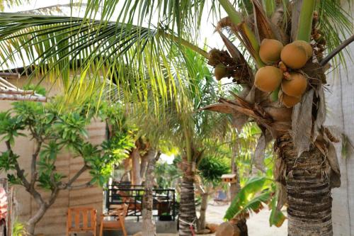 a palm tree with a bunch of fruit on it at Hành Ngò Homestay - Hòn Đỏ Ninh Thuận in Thôn Dư Khánh