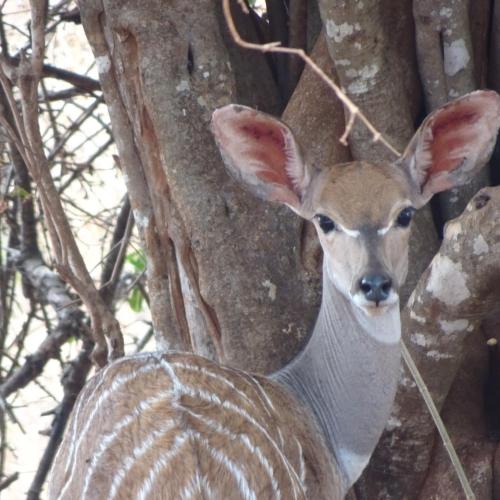 a deer is standing next to a tree at Tausa Tsavo Eco Lodge in Voi