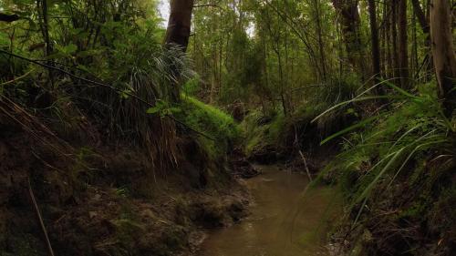 a stream in the middle of a forest at Blackwood Bush Retreat in Strathewen
