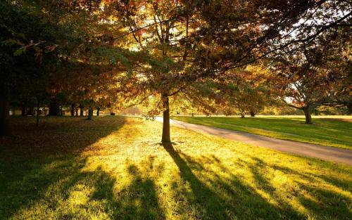 a tree in the middle of a field with a road at The Riccarton Hotel in Christchurch