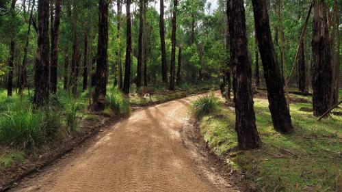 a dirt road in the middle of a forest at Blackwood Bush Retreat in Strathewen