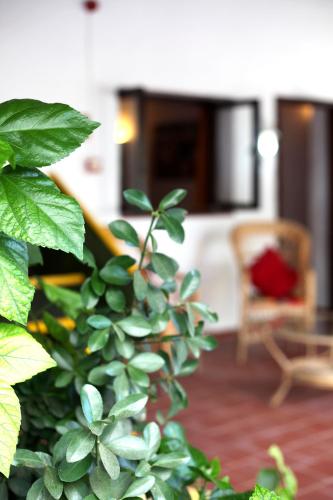 a green plant in a living room with a chair at Agroturismo Matxani Gran in Sant Climent