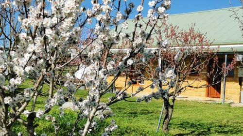 a tree with white flowers in front of a house at Kathmandu Farmstay - Pool Table, Ping Pong, Bicycles, PlayStation, Netflix, close to Bathurst and Mayfield Garden in Brewongle