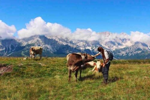 a man is petting a cow in a field at Tabià di Francesca - fienile tra le montagne silenziose in Candide