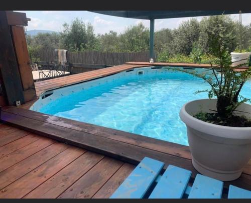 a pool on a deck with a plant in a pot at צימר אדיגה in Kafr Kamā