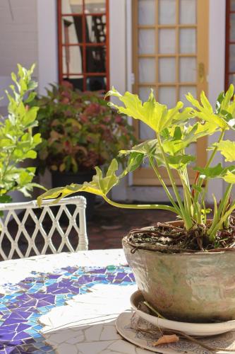 a plant in a pot sitting on a table at The Gate Guesthouse in Clarens
