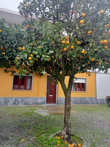 an orange tree in front of a building at Evora Domus in Évora