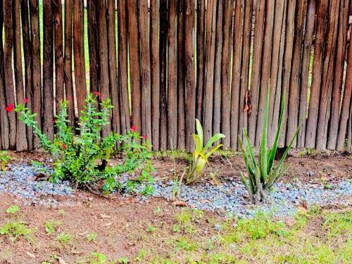 two plants in front of a wooden fence at Soaring Summit Lodge in Ronaldsey