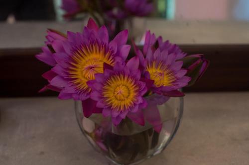 a vase filled with purple flowers sitting on a table at Sinharaja Hostel in Deniyaya