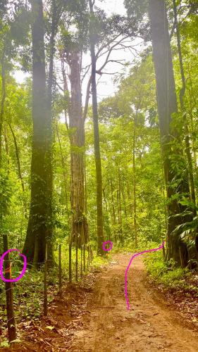 a dirt road in the middle of a forest at Azul Vista Drake Bay-AC-Full Kitchen in Drake