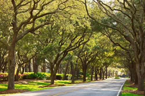 a road lined with trees in a park at The Westin Hilton Head Island Resort & Spa in Hilton Head Island