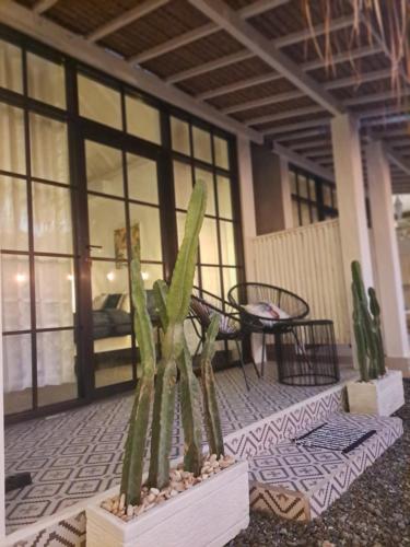 a group of cactuses sitting on a porch at Coco Colada Bungalows in Kuta Lombok