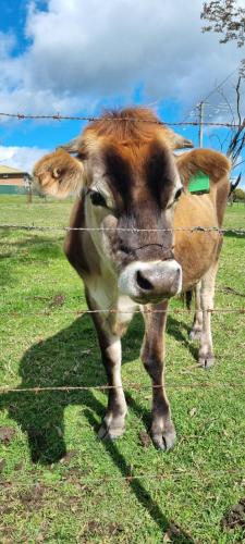 Animales en el hostal o pensión o alrededores