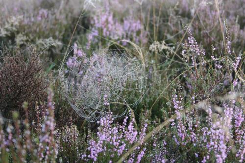 a spider web in a field of purple flowers at Gasthof Menke in Niederhaverbeck