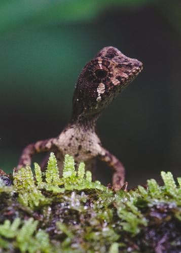 a small lizard sitting on top of a plant at Sinharaja Hostel in Deniyaya
