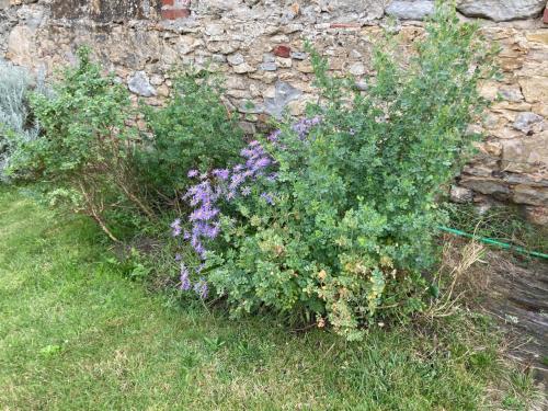 a garden with purple flowers next to a stone wall at La marine D'opale in Ambleteuse
