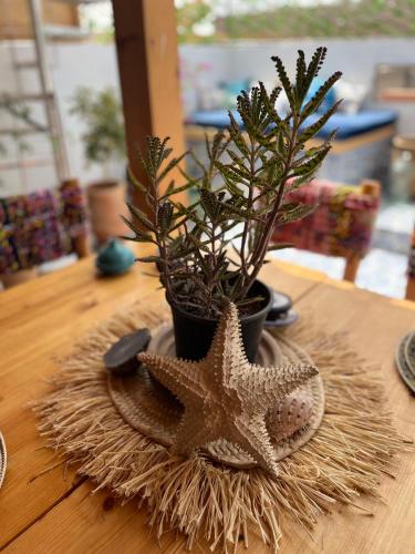a table with a starfish and a plant on a table at Aourir Waves Surf House in Aourir