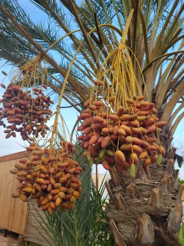 a bunch of bananas hanging from a palm tree at Garden12 Outdoor & More in Douz