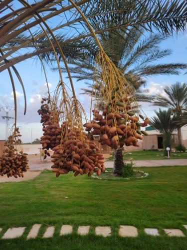 a bunch of bananas hanging from a palm tree at Garden12 Outdoor & More in Douz