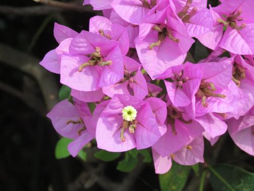 a bunch of pink flowers with a white center at Casa Vacanze “Bouganville” loc Avane Pisa in Vecchiano