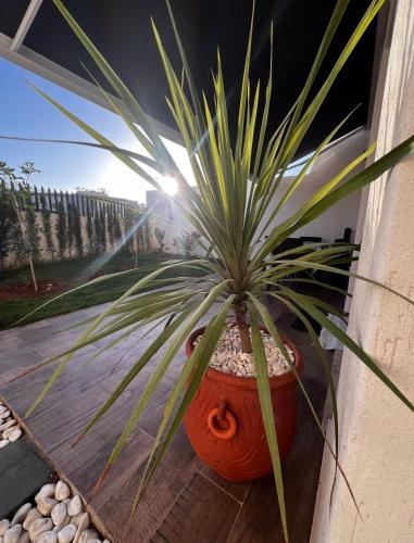 a plant in a pot sitting on a porch at Anza Blue in Agadir